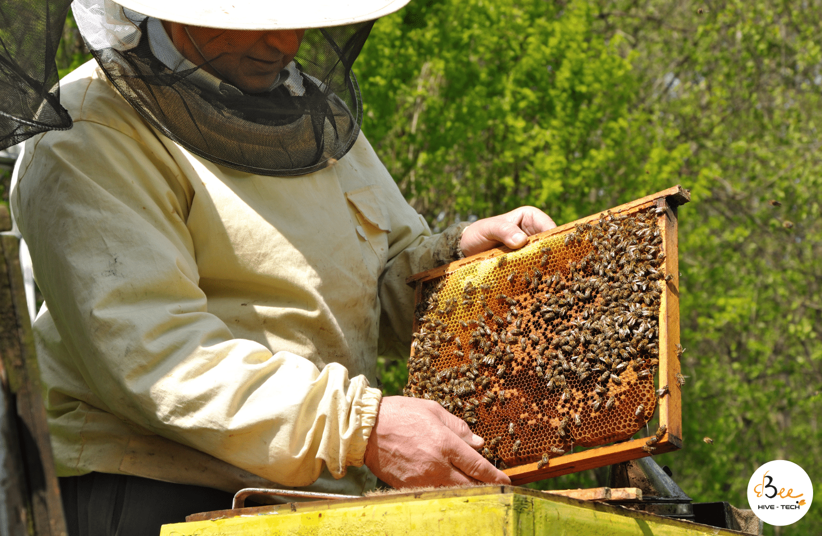 proteger abejas colmenas portada