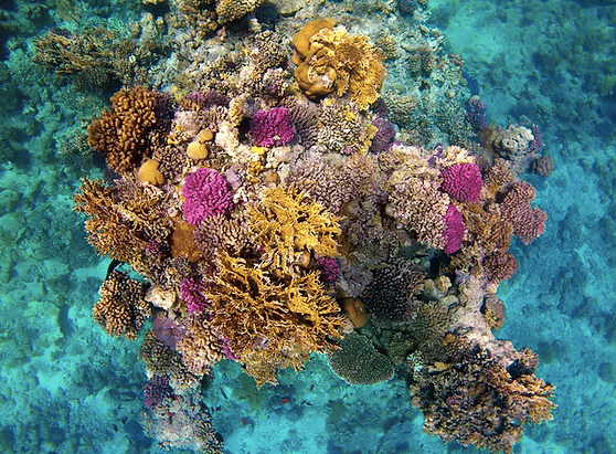 lata agua corales