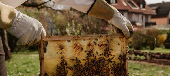 proteger abejas colmenas