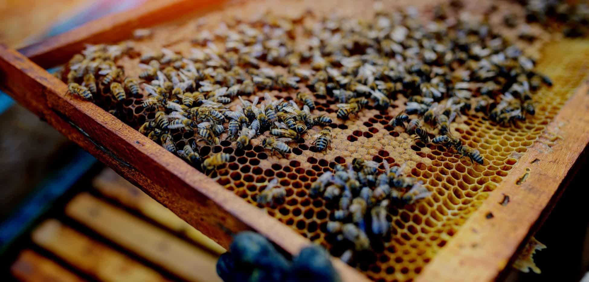 proteger abejas colmenas